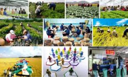 Вьетнам стремится к концу 2025 года создать 10 тысяч новых коллективных экономических организаций