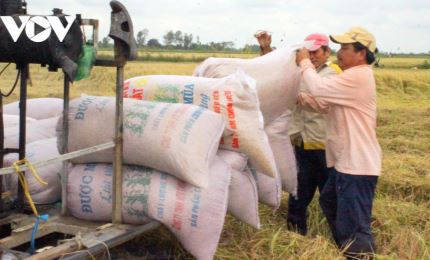 Объём экспорта риса Вьетнама в 2020 году составил почти 6,15 млн тонн