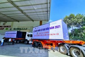Состоялась церемония отправки 1600 тонн вьетнамского риса в Малайзию и Сингапур